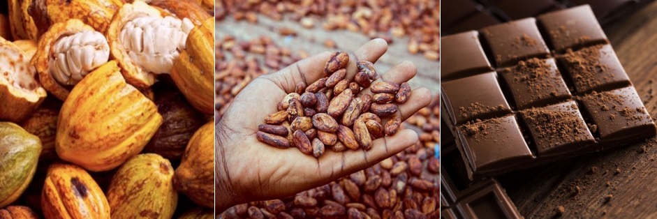 Quito tendrá su primer conversatorio internacional del Cacao & Chocolate, el futuro de la industria es ahora