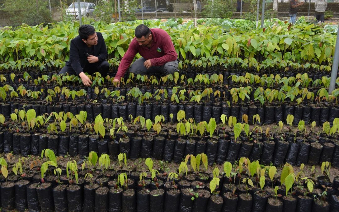 En el vivero de Cumbaratza AGROPZACHIN, injertó 1000 plantas de cacao